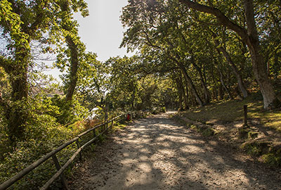 Woodland Walk
