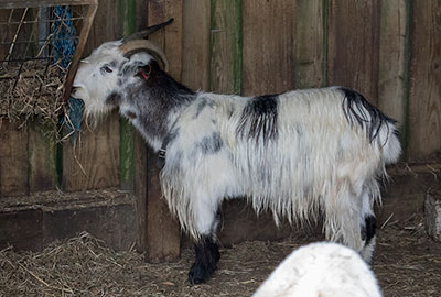 Steve - Pygmy Goat