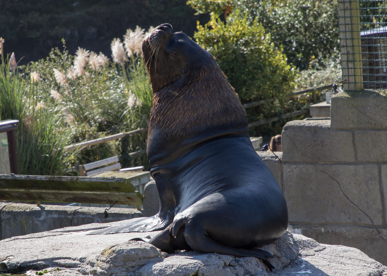 Noito, Patagonian Sea Lion
