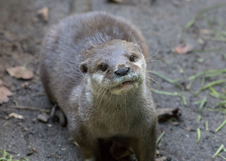 Harris - Asian Short-Clawed Otters