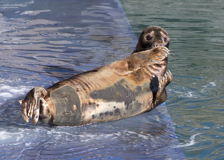 Resident Grey Seal - Badger