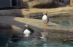 Puffins - April 2024