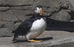 A beautiful sunny day on Puffin Island!
