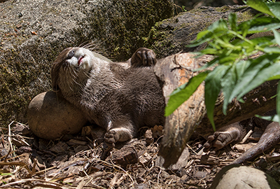 Apricot and Harris, Asian Short-Clawed Otters