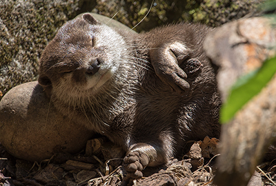 Apricot and Harris, Asian Short-Clawed Otters