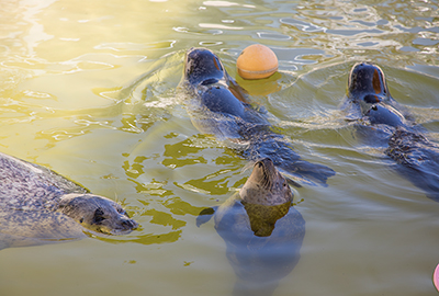 Buddy, Babyface, Bo and Jarvis, Common Seals