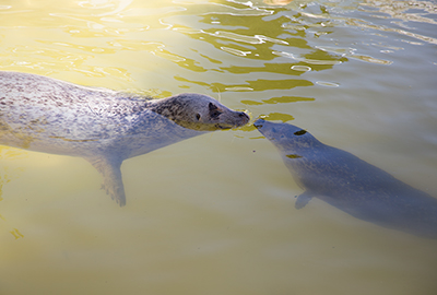  Babyface and Jarvis, Common Seals