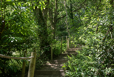 Badger Waddle woods walk
