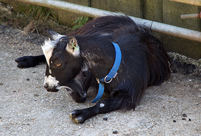 Pygmy Goats