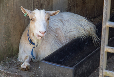 Pygmy Goats