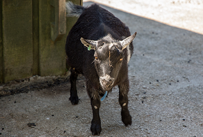 Pygmy Goats