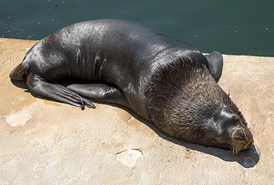 Diego and Noito, Patagonian Sea Lions