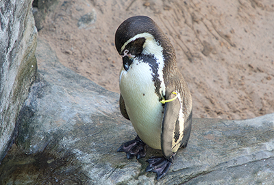 Humboldt Penguins