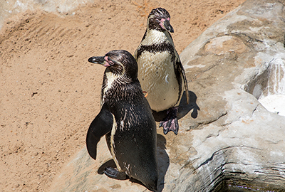 Humboldt Penguins