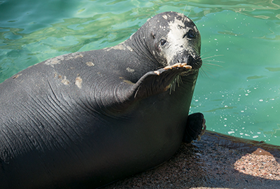 Atlanta, Grey Seal
