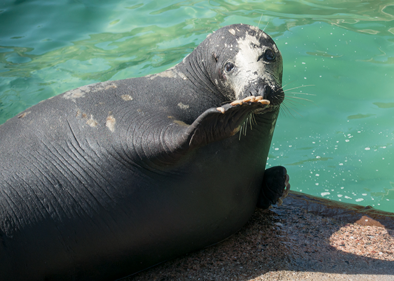 Atlanta, Grey Seal