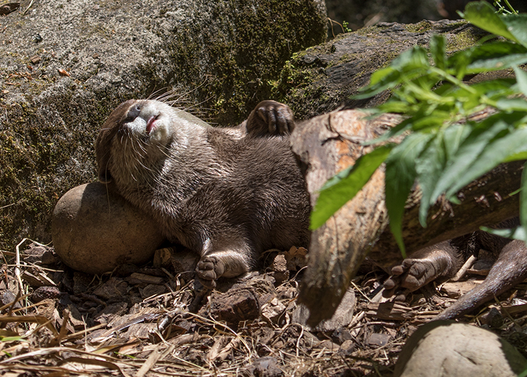 Harris, Asian Short-Clawed Otter