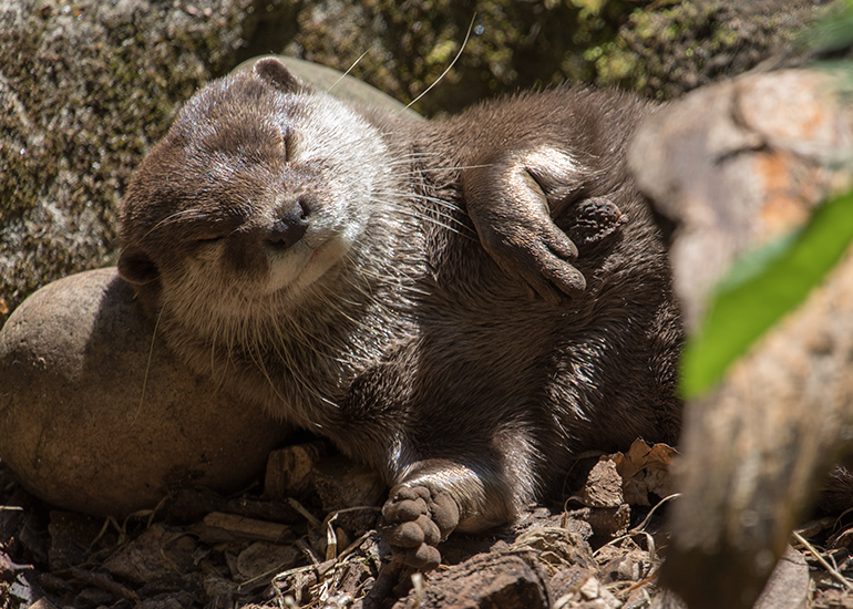 Harris, Asian Short-Clawed Otter 