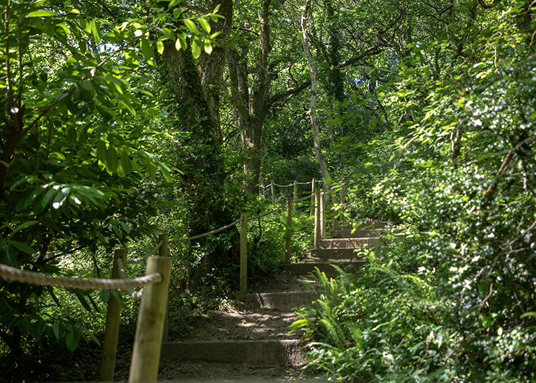 Badger Waddle woodland walk