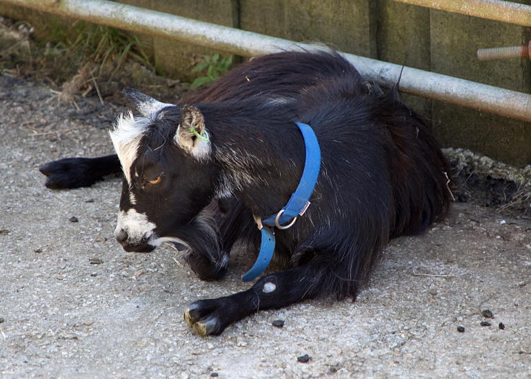 Pygmy Goat