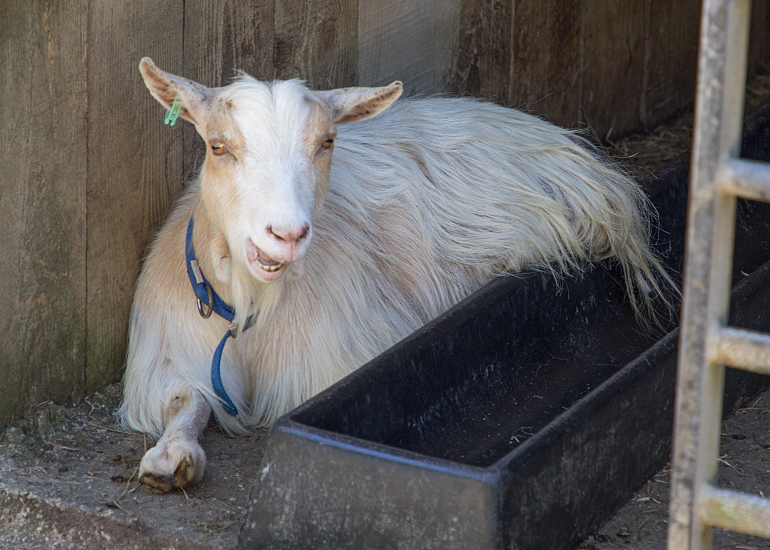 Pygmy Goat