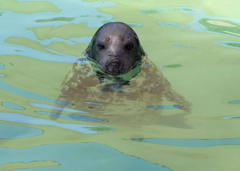 Sheba, resident grey seal