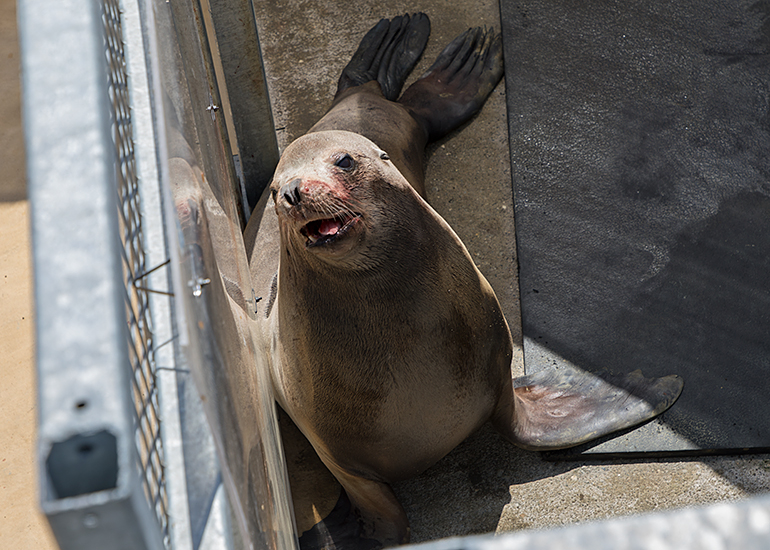 Sunny, Californian Sea Lion, on 16th June 2017 recovering from his dental surgery earlier that day.