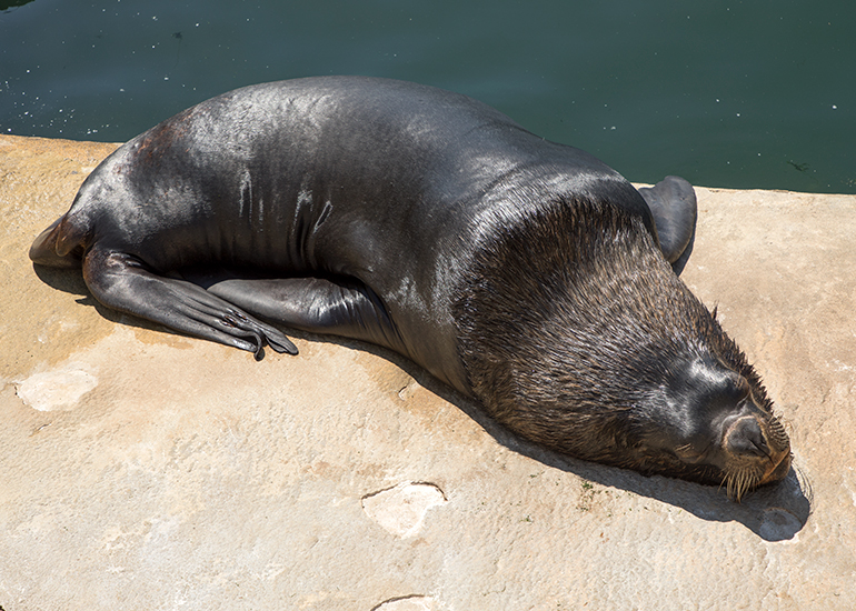 Noito, Patagonian Sea Lion