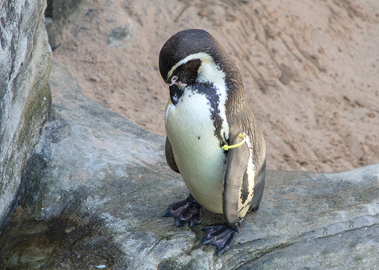 Yoni, Humboldt Penguin