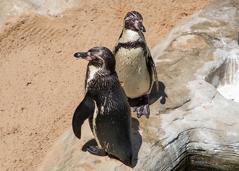 Waddles (left) and Godfrey (right) - Humbodlt Punguins
