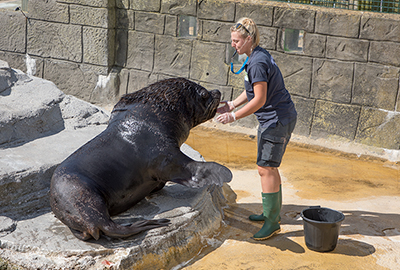 Grace is feeding Diego - Patagonian Sea Lion