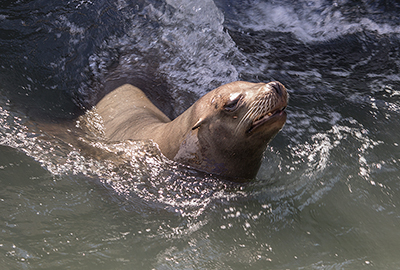 Andre - Californian Sea Lion