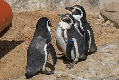 Humboldt Penguins have finished their annual moult!