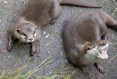 Harris (left) and Apricot (right)