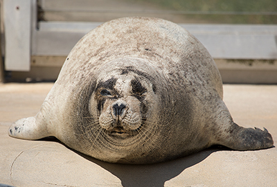 Babyface is the oldest seal in the world in capacity!