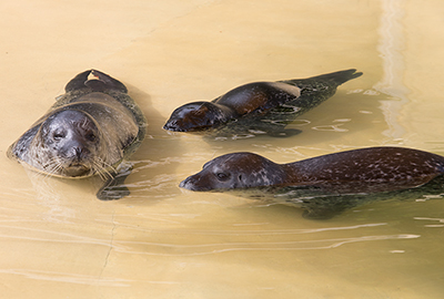 Common Seals - Bo, Jarvis and Buddy