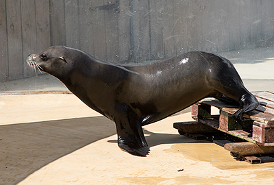 Sunny - Californian Sea Lion