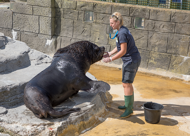 Grace is feeding Diego - Patagonian Sea Lion