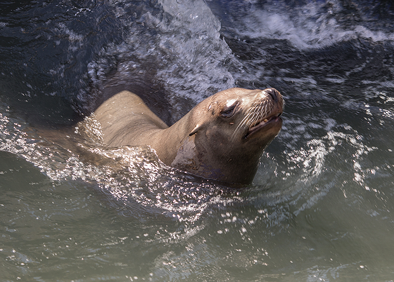 Andre - Californian Sea Lion