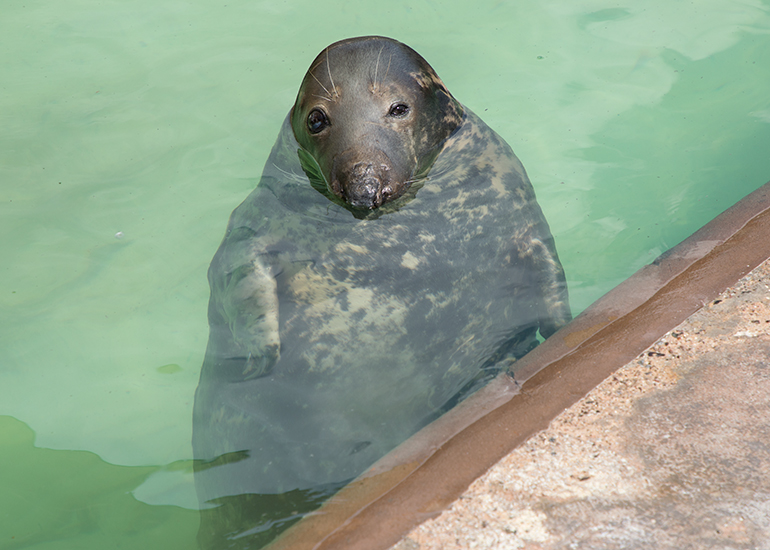 Snoopy - Resident Grey Seal