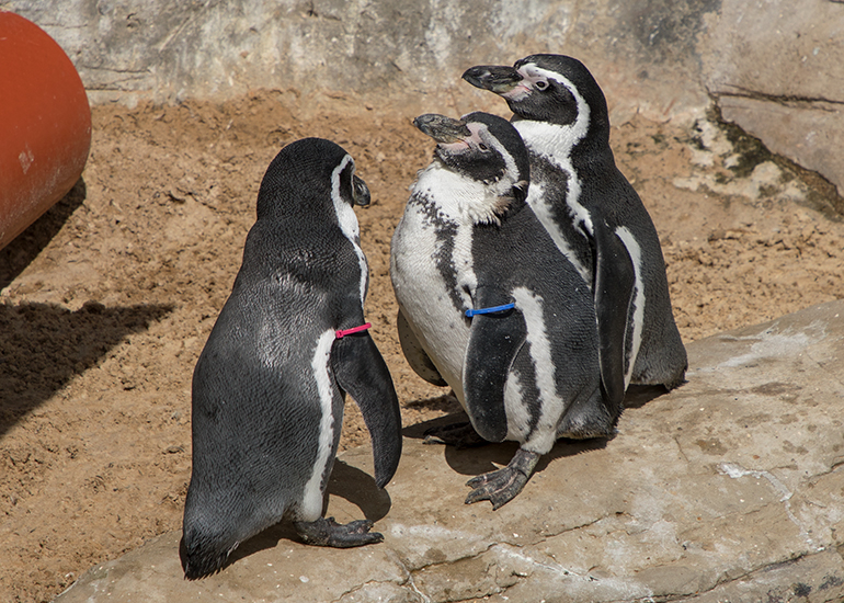 Humboldt Penguins have finished their annual moult!