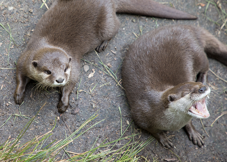 Asian Short-Clawed Otter - Harris (left) and Apricot (right)