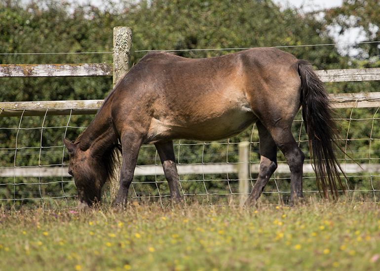 Bracken - Shetland Pony