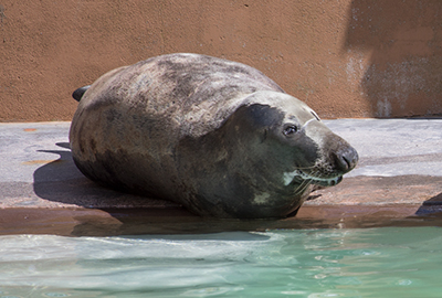 Ray, Grey Seal - August 2017