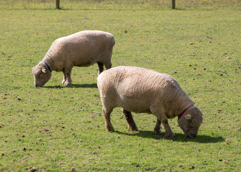 Patrick (left) and Florence (right)