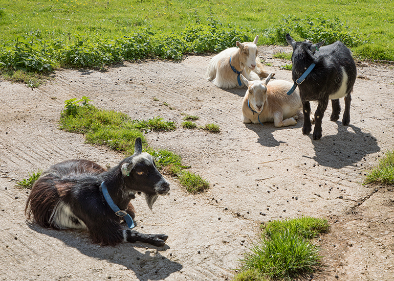 Pygmy Goats - Dennis, Marvin, Bertie and Arnie first summer at the Seal Sanctuary