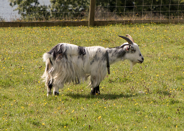 Pygmy Goat - Steve