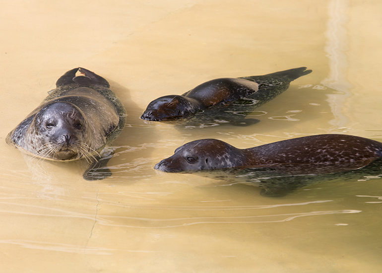 Common Seals - Bo, Jarvis and Buddy
