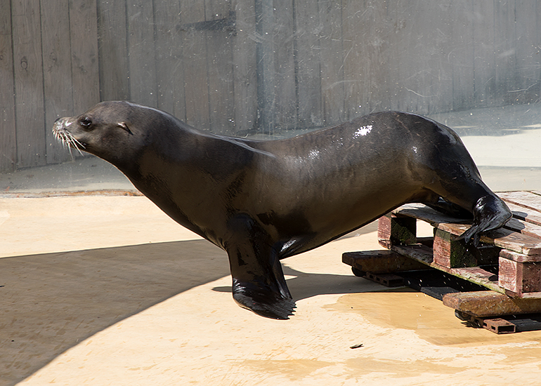 Sunny, a Californian Sea Lion