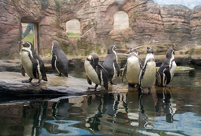 Humboldt Penguins
